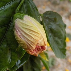 Hibiscus rosa-sinensis