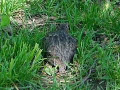 Coturnix japonica