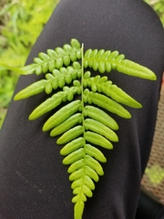 Pteridium aquilinum