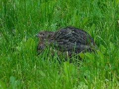 Coturnix japonica