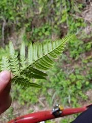 Pteridium aquilinum