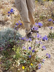 Phacelia campanularia vasiformis