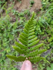 Pteridium aquilinum