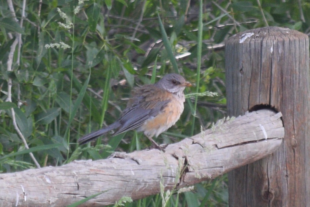Rufous-backed Robin illustration