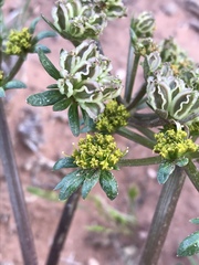 Cymopterus