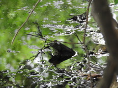 Lithobates catesbeianus
