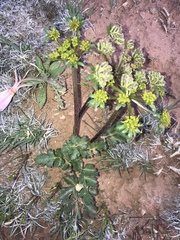Cymopterus