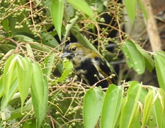 Tachyphonus surinamus