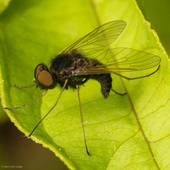 Chrysopilus proximus