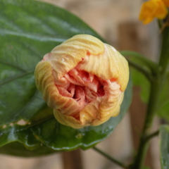 Hibiscus rosa-sinensis