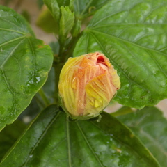 Hibiscus rosa-sinensis