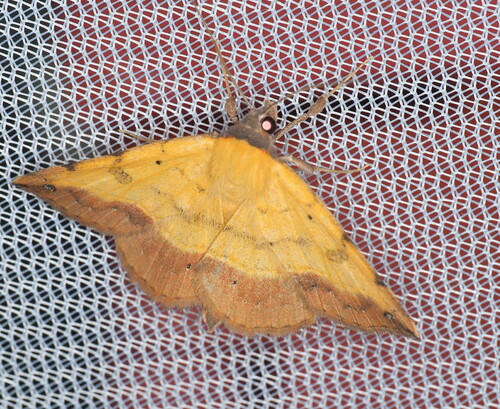 Variable Tropic Moth photo 3