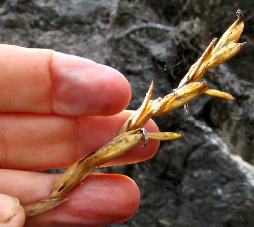 Tillandsia karwinskyana, photograph 2