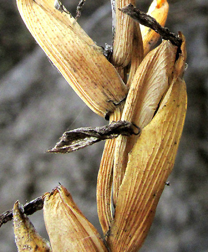 Tillandsia karwinskyana, photograph 3