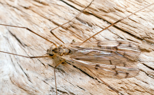 Symplecta scotica