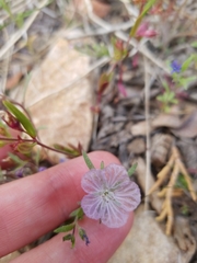 Phacelia exilis