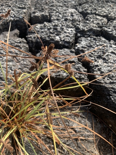 Cyperus anderssonii observed 2024-06-02
