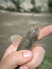 Tera Barbel photo 5