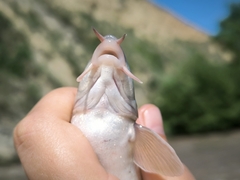 Tera Barbel photo 4