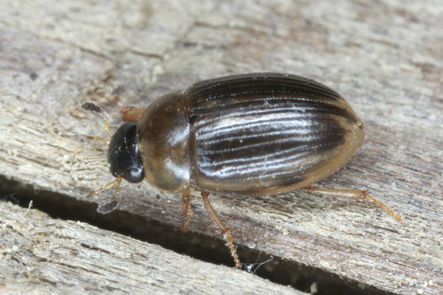 Cercyon laminatus Sharp, 1873