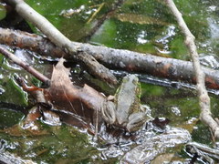 Lithobates clamitans