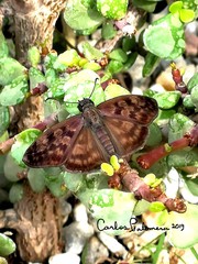 Anastrus sempiternus sempiternus