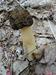 Morchellaceae