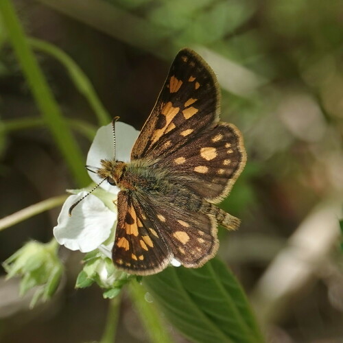 Arctic Skipper