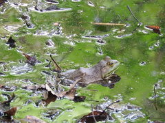 Lithobates catesbeianus