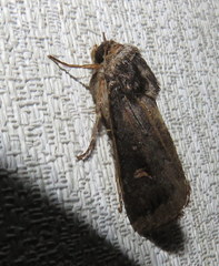 Proteuxoa restituta