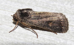 Proteuxoa restituta