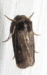 Proteuxoa restituta