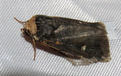 Proteuxoa cinereicollis