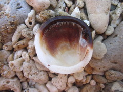 Tucetona