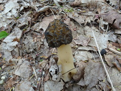 Morchellaceae