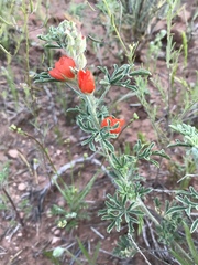Sphaeralcea coccinea