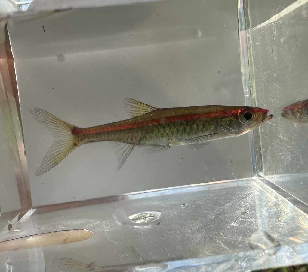 Roodlijn-rasbora (Trigonopoma pauciperforatum) — Cyprinidae