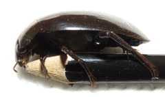 Hydrophilus