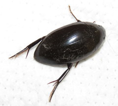 Hydrophilus