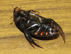 Hydrophilus