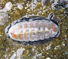 Ischnochiton maorianus