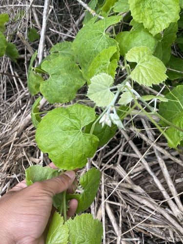 iNaturalist observation photo of desert wild grape