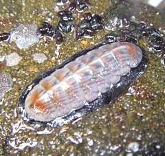 Ischnochiton maorianus