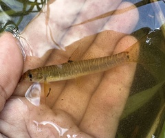Fighting Loach photo 3