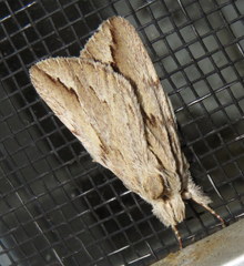 Ecnomodes sagittaria