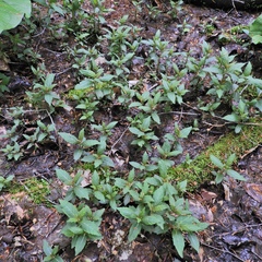 Caloplaca cerina