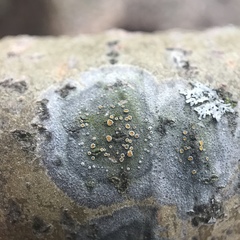 Caloplaca cerina