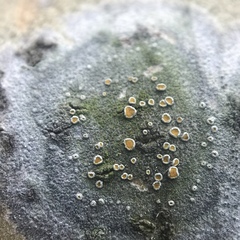 Caloplaca cerina