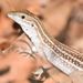 Canyon Spotted Whiptail - Photo (c) David Baake, some rights reserved (CC BY-NC)