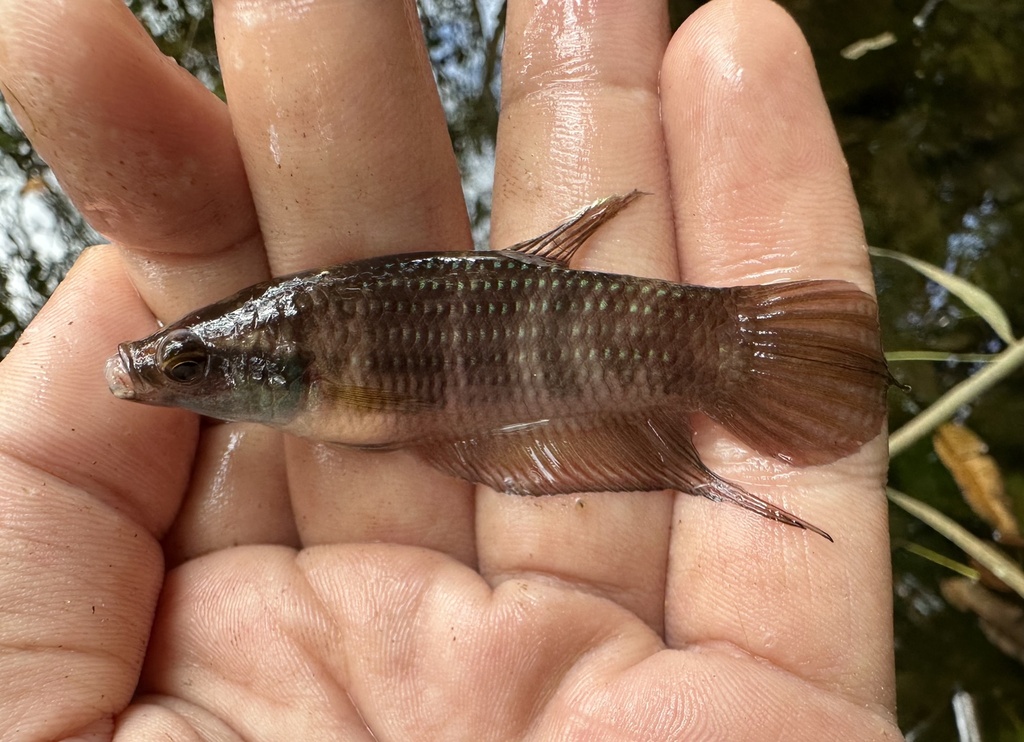 Penang Betta (Betta pugnax)